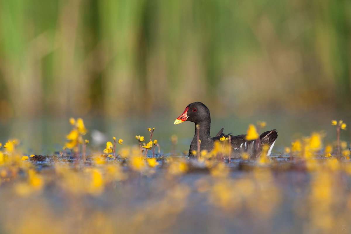 Common Moorhen