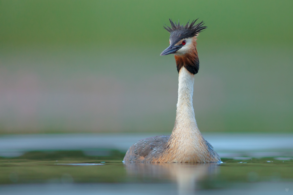 The Great Crested Grebe