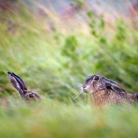 Rainy hares