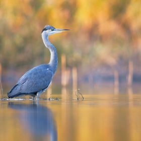 Autumn heron I