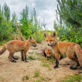 Red fox pups