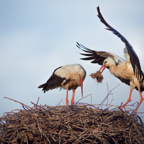 The Stork's Nest