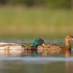 Wild ducks