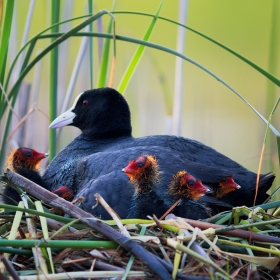 Young coots