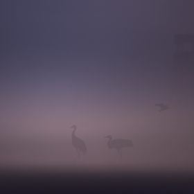 Birds in the fog