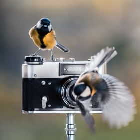 Bird photographer