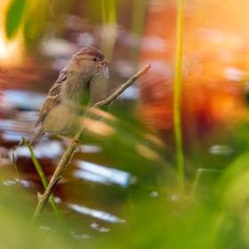 Female sparrow