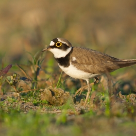 The Little Ringed Plover