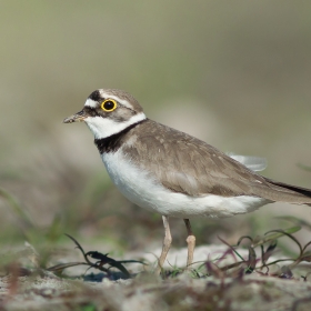 The Little Ringed Plover
