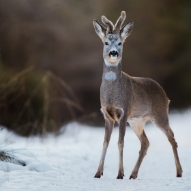 Snow-deer