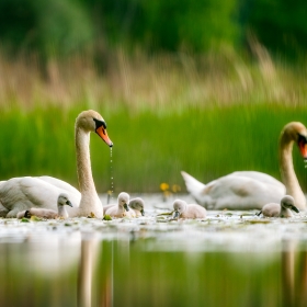 Swan family