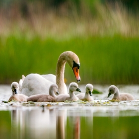 Young swans