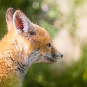 Pensive fox