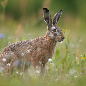 The European hare (Lepus europaeus)