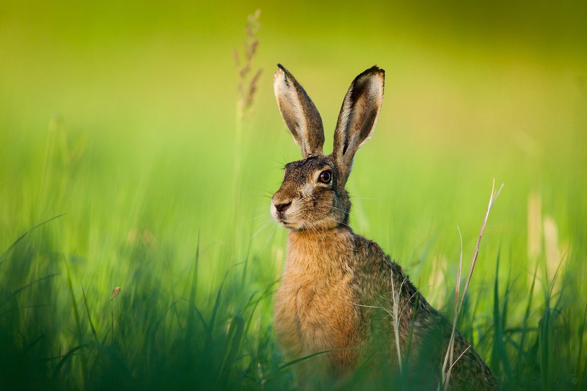 European hare