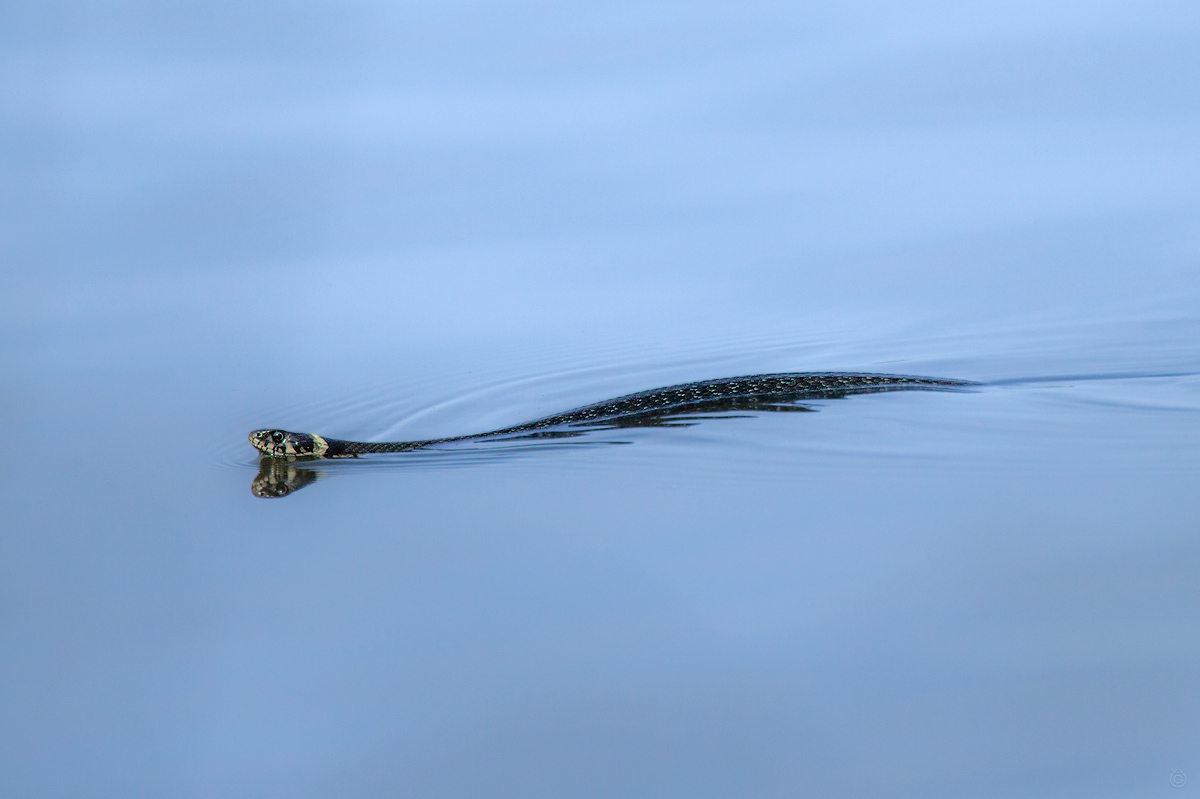 Grass snake