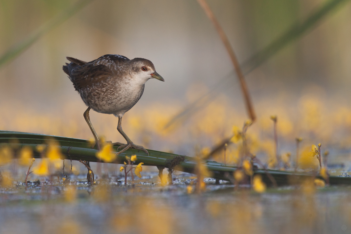 Little Crake