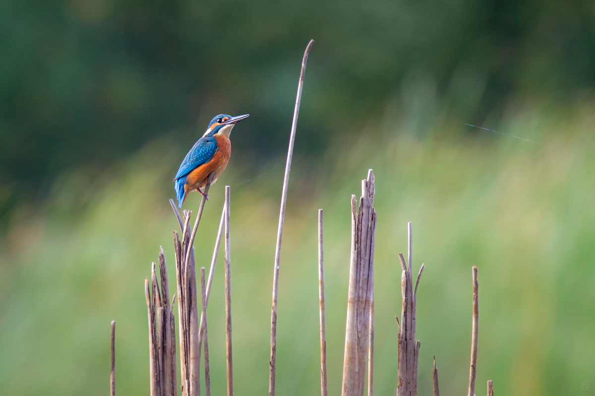 Kingfisher