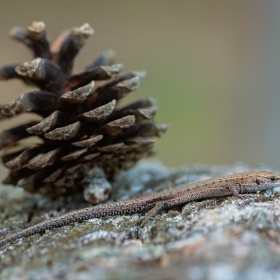 Lizard with pine cone