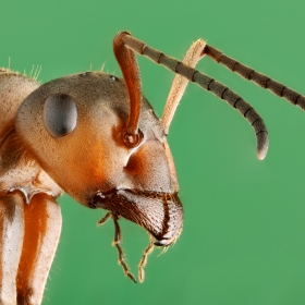 Portrait of an ant
