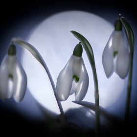 Snowdrops in the moonlight