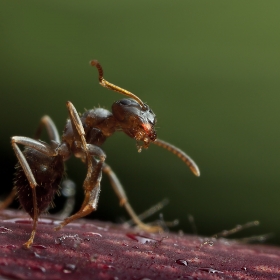 World of ants