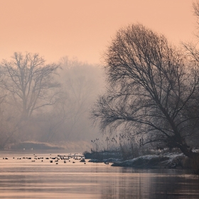 Odra river