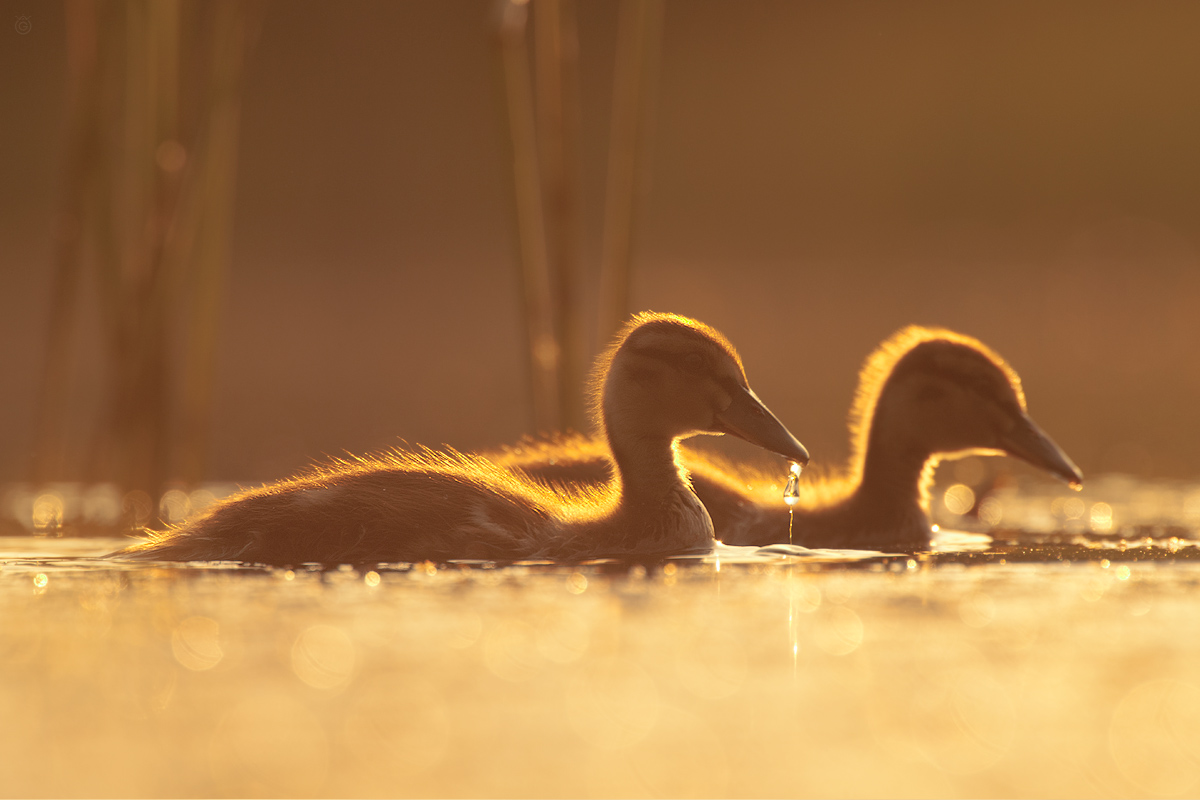 Polowanie na złote kaczki by Wojciech Grzanka