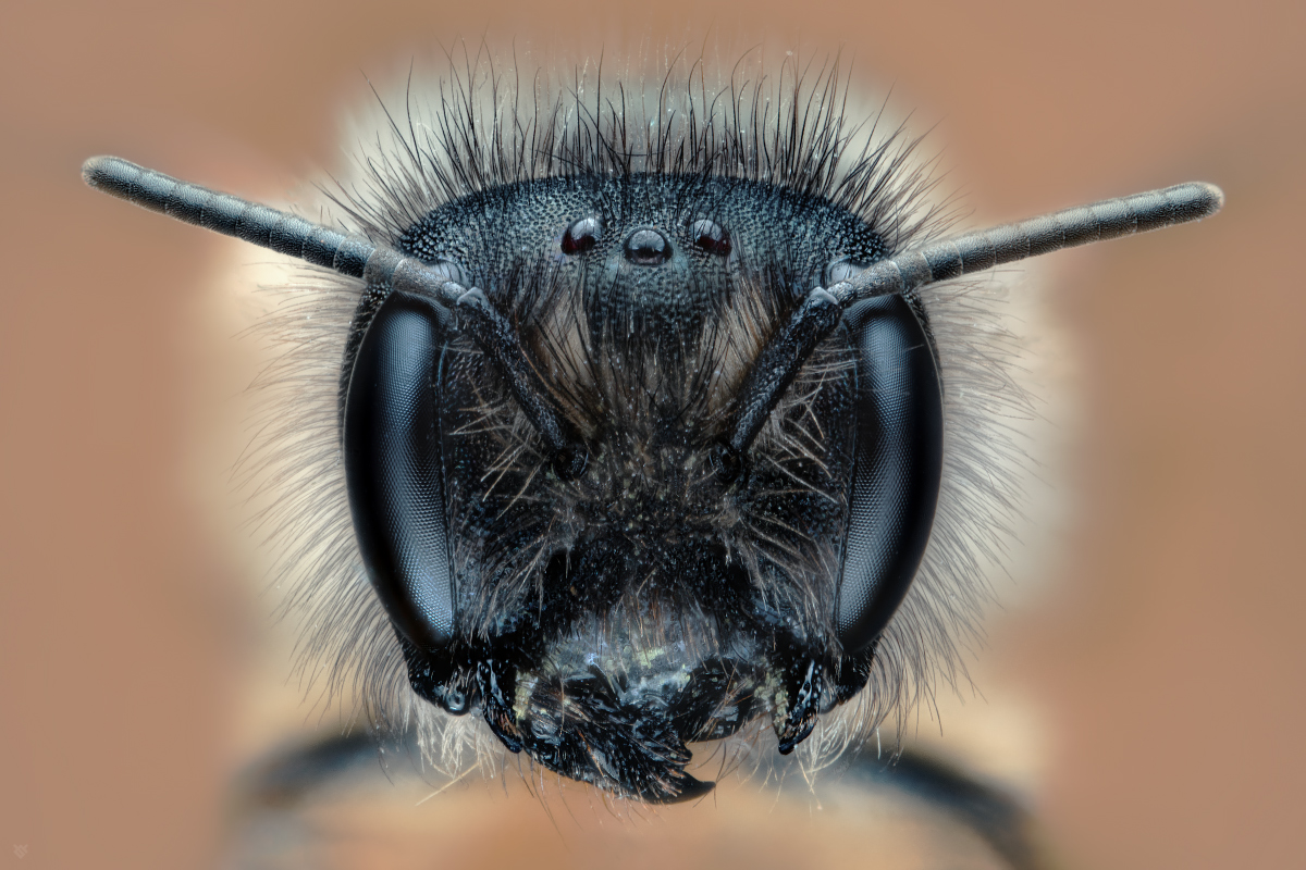 Pszczoła by Wojciech Grzanka