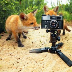 Wildlife photography