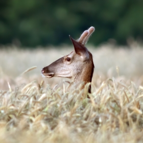 Deer in the crop