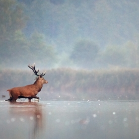 A Morning Bath