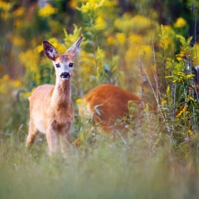 Roe-deer