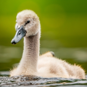 Young swan