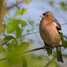 Common chaffinch