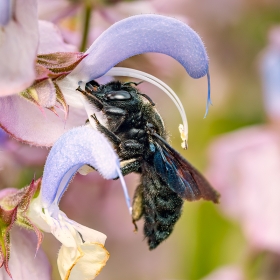 Violet carpenter bee